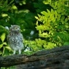 Sycek obecny - Athene noctua - Little Owl 3099